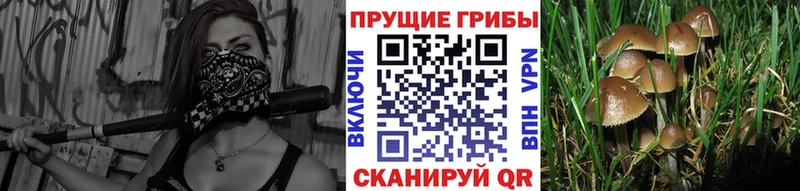 Галлюциногенные грибы мицелий  закладка  Стерлитамак 
